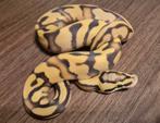 Python regius enchi pastel (od) dg het amur man, Dieren en Toebehoren, Reptielen en Amfibieën, Slang