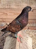 Kleurpostduif, toy stencil, Dieren en Toebehoren, Postduif
