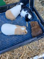 Jonge cavia's, Dieren en Toebehoren, Ophalen of Verzenden, Overige typen