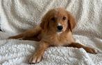 Nova scotia duck tolling retriever x golden retriever pup, Dieren en Toebehoren, Honden | Retrievers, Spaniëls en Waterhonden