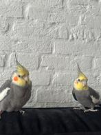 Gezocht:Twee tamelijk valkparkieten popjes.(, Vrouwelijk, Parkiet, Tam