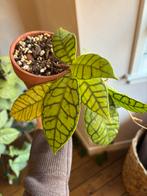 Hoya Callistophylla, Huis en Inrichting, Kamerplanten, Ophalen of Verzenden, Halfschaduw, Minder dan 100 cm