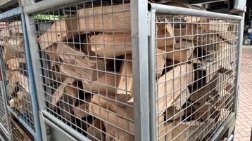 Gekloofd essen haardhout beschikbaar voor biedingen