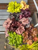 Heuchera collectie - 8 verschillende soorten, Ophalen, Bodembedekkers, Vaste plant, Halfschaduw