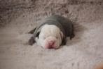 Prachtige Old English Bulldog pups, Dieren en Toebehoren, Honden | Bulldogs, Pinschers en Molossers, Parvo, 8 tot 15 weken, Bulldog
