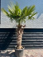 Trachycarpus Fortunei palmboom stamhoogte 110 cm, Ophalen, Zomer, Volle zon, Palmboom