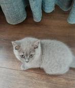 Britse Korthaar poesje, Poes, Ontwormd