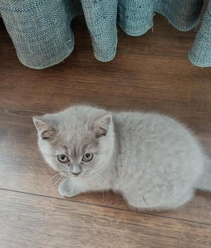 Britse Korthaar poesje, Dieren en Toebehoren, Katten en Kittens | Raskatten | Korthaar, Poes, Ontwormd