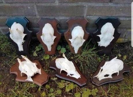 7 Ree bok schedels op schild voor maar €40,- geweien hert, Huis en Inrichting, Woonaccessoires | Overige, Nieuw, Ophalen of Verzenden