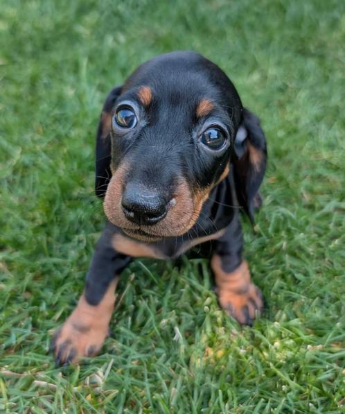 Lieve dwergteckels, Dieren en Toebehoren, Honden | Teckels en Dashonden, Meerdere dieren, Korthaar, Dwerg, Particulier, Meerdere