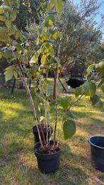 Laatste frambozen planten! Biologisch en klein prijsje, Ophalen of Verzenden, Overige soorten, Zomer