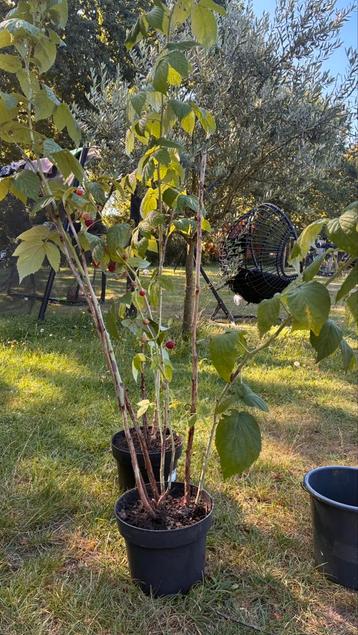 Laatste frambozen planten! Biologisch en klein prijsje beschikbaar voor biedingen