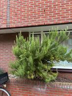 winterharde/groenblijvende plant, Ophalen, Zomer, Volle zon, Overige soorten