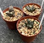 Cactus, Ariocarpus trio, Huis en Inrichting, Kamerplanten, Ophalen of Verzenden, Cactus, Volle zon, Minder dan 100 cm