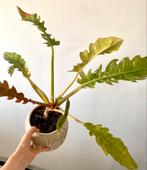 Philodendron (Philodendron 'Ring of Fire'), Ophalen of Verzenden, Zomer, Overige soorten