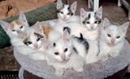 Lieve ,sociale kittens 🐱, Dieren en Toebehoren, Katten en Kittens | Overige Katten, Meerdere dieren