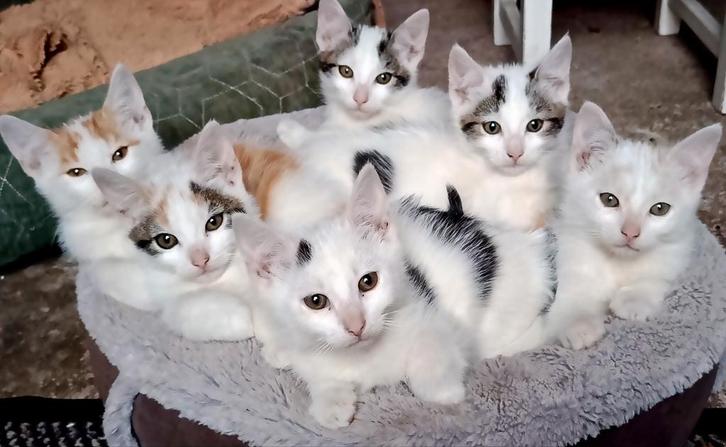 Lieve ,sociale kittens 🐱 11 weekjes, Dieren en Toebehoren, Katten en Kittens | Overige Katten, Meerdere dieren