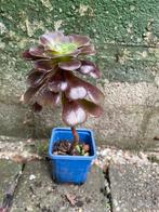 Aeonium, Huis en Inrichting, Ophalen, Overige soorten, Minder dan 100 cm