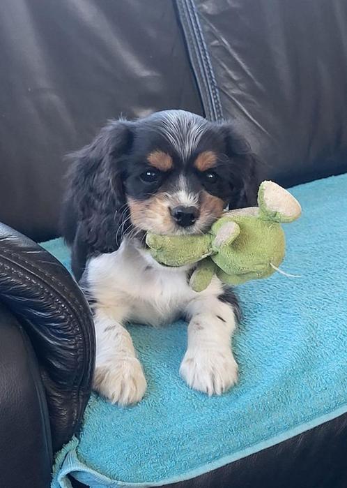 prachtige Cavalier King Charles pups, Dieren en Toebehoren, Honden | Retrievers, Spaniëls en Waterhonden, Meerdere dieren, Spaniël