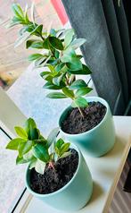 Super ‘Ficus Ginseng’ opkweek, ca.1 jaar, zie info en foto’s, Ficus, In pot, Minder dan 100 cm, Groene kamerplant