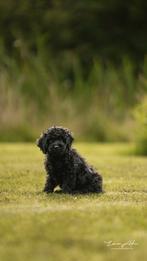 3 Multigen labradoodle reu puppy's zie Instagram💙🩵💙, Dieren en Toebehoren, Overige rassen, CDV (hondenziekte), 8 tot 15 weken