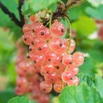 Pink Champagne bes, Ribes rubrum, roze bes, Minder dan 100 cm, Overige soorten, In pot, Ophalen of Verzenden