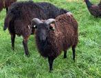 6 stamboek Skudde rammen (feb ‘25), Mannelijk, Schaap, 0 tot 2 jaar
