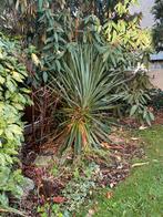 Palmlelie (Yucca gloriosa) 2 stuks - Gratis af te halen, Overige soorten, Volle zon, Vaste plant, Ophalen of Verzenden