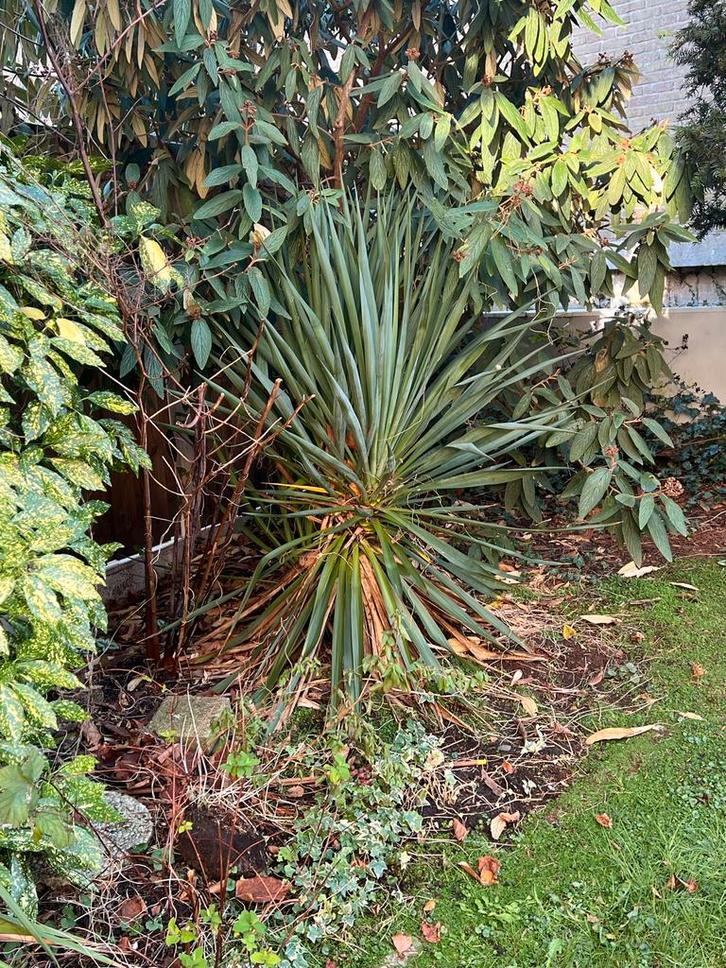 Palmlelie (Yucca gloriosa) 2 stuks - Gratis af te halen, Tuin en Terras, Planten | Tuinplanten, Vaste plant, Overige soorten, Volle zon