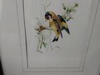 Aquarel A.M.Lariby vogel op een paardebloem., Ophalen of Verzenden