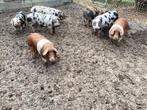 Bonte Bentheimer tegen berenklauw of duizendknoop?, Meerdere dieren, Varken, 0 tot 2 jaar
