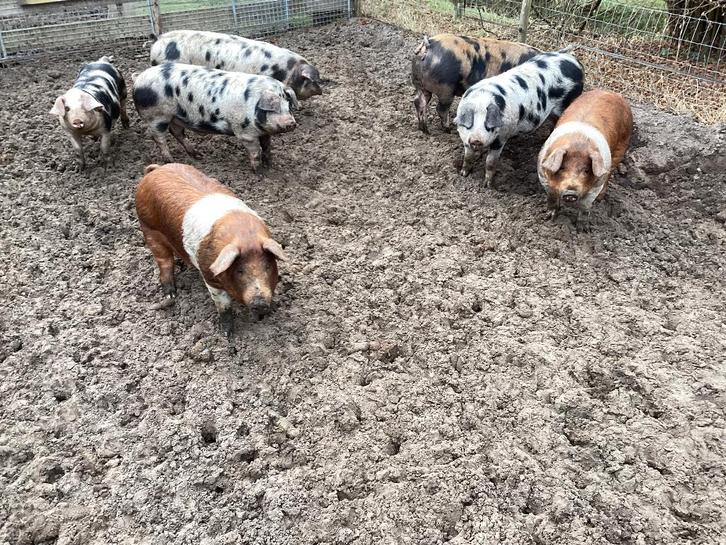 Bonte Bentheimer of Husumer tege berenklauw of duizendknoop?, Dieren en Toebehoren, Schapen, Geiten en Varkens, Varken, Meerdere dieren
