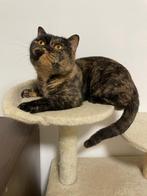 Prachtige zwart-tortie Britse korthaar poes, Dieren en Toebehoren, Katten en Kittens | Raskatten | Korthaar, Poes, Gechipt, 3 tot 5 jaar