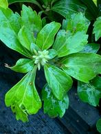 Pachysandra (Pachysandra terminalis 'Green Carpet'), Ophalen of Verzenden, Overige soorten, Volle zon