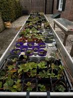 Jonge Aardbeienplantjes, Ophalen, Volle zon, Vaste plant, Fruitplanten