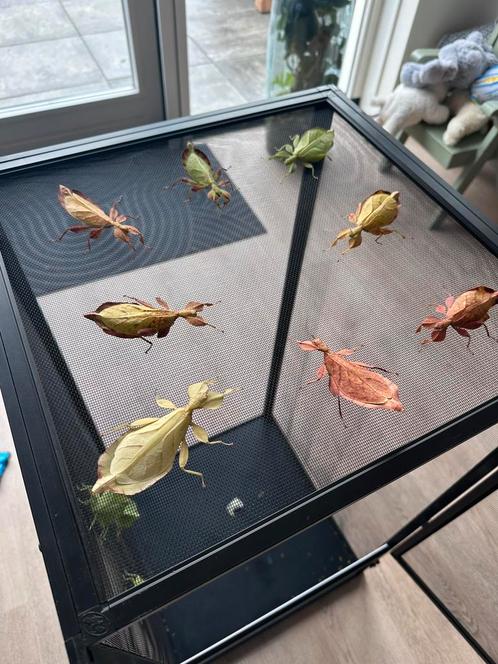 Eitjes & nimfen van het wandelend blad Phyllium letiranti, Dieren en Toebehoren, Insecten en Spinnen, Overige soorten