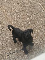 Laatste Lieve  Froodle Franse bulldog x toypoedel pups, Dieren en Toebehoren, Honden | Niet-rashonden, 8 tot 15 weken, CDV (hondenziekte)