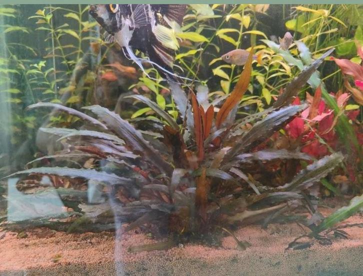 cryptocoryne aquarium plant 6x, Dieren en Toebehoren, Vissen | Aquariumvissen, Vis