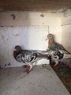 Jonge duiven van 2025