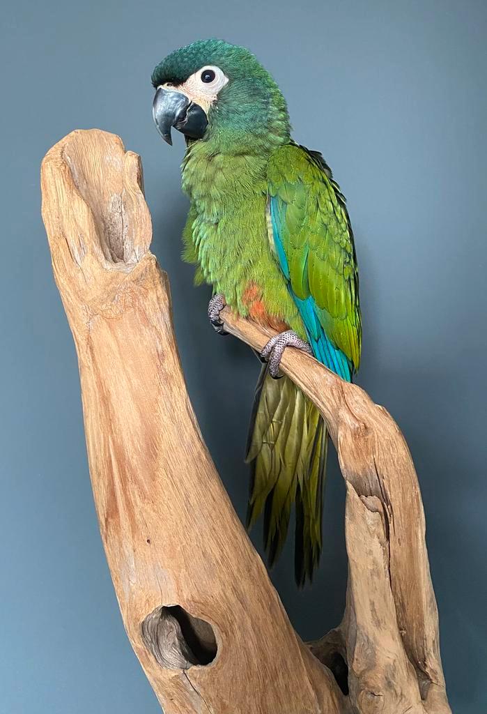 Lieve jonge Ara Maracana, papegaai, geringd, cites, tam, Dieren en Toebehoren, Vogels | Parkieten en Papegaaien, Papegaai, Geslacht onbekend