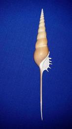 schelpen, Tibia fusus, Ophalen of Verzenden, Schelp(en)
