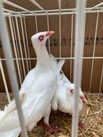 Stralsunder Hoogvliegers, Dieren en Toebehoren, Vogels | Duiven, Meerdere dieren