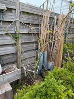 Slaapbomen stuiken meerstammig roze hoog rond 175 cm in pot, Tuin en Terras, Planten | Bomen, Ophalen