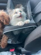 Ragdoll kittens, Meerdere dieren, Gechipt, 0 tot 2 jaar