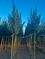 Ulmus iepen bomen in soort en maten, Ophalen of Verzenden