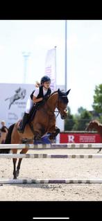 Lieve recreatie/ sportpony D pony, Dieren en Toebehoren, Pony's, Merrie
