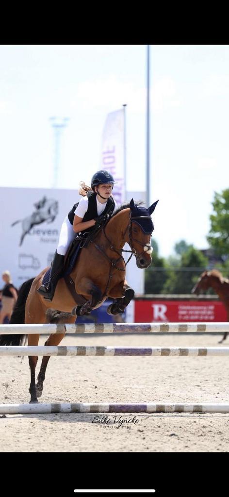 Lieve recreatie/ sportpony D pony, Dieren en Toebehoren, Pony's, Merrie