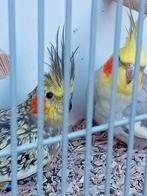 Valkparkieten, Dieren en Toebehoren, Vogels | Parkieten en Papegaaien, Meerdere dieren, Parkiet, Geringd