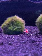 Crystall red garnalen, Kreeft, Krab of Garnaal, Zoetwatervis, Schoolvis