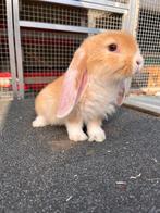 Franse hangoor, Dieren en Toebehoren, Mannelijk, Groot, Hangoor, 0 tot 2 jaar